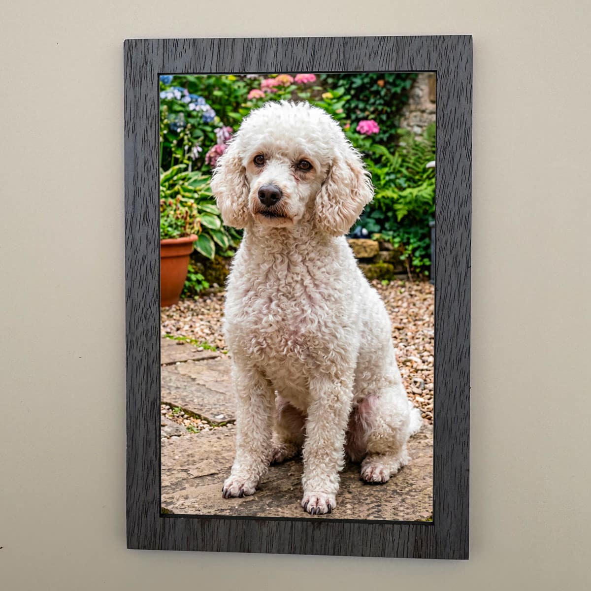photo-laser-chien1 photo laser chien