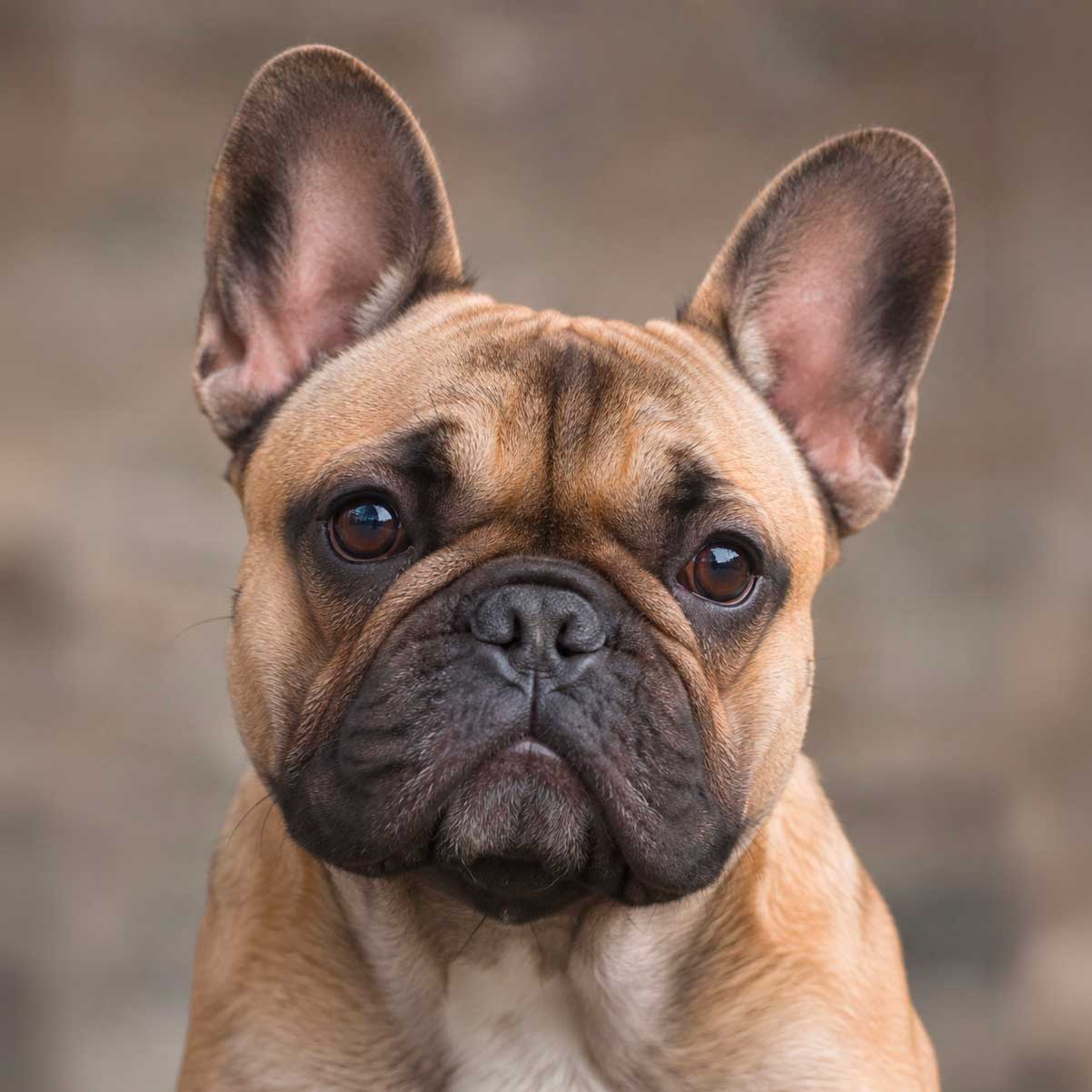 photo d'origine du chien
